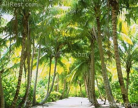 Filitheyo Island Resort 31